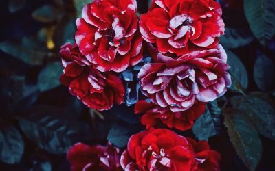 Lessons from Ruth: Friendship